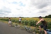 Rest break to photo the sunflowers