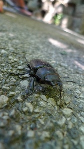 The biggest beetle we have ever seen!