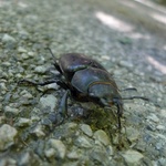 The biggest beetle we have ever seen!