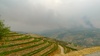 Bush fires in the distance added a smokey effect to our vineyard meandering. 