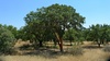 Cork trees were everywhere on our drive inland towards Spain