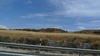 Cork trees in the distance