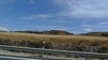 Cork trees in the distance