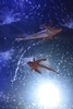 Aquarium - odd ground grubbers