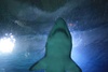 Aquarium - jaws 5 in the making