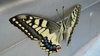 Colourful butterfly outside the aquarium