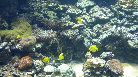 Aquarium - Tang fishes!