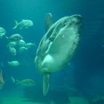 Aquarium - the bizare sun fish