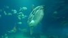 Aquarium - the bizare sun fish