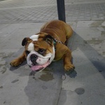 Hilarious bulldog resting his belly on the ground 