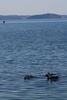 Cute ducks