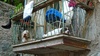 Cute dogs, poor things stuck up there!