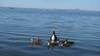 Mummy duck and the babies
