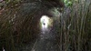 Our jogging path through bamboo!