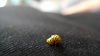 Naughty ladybirds!