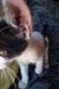 Perry's ear