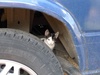 Perry on the wheel!