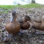 Our duckies