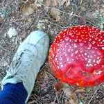 my, my what a big mushroom!