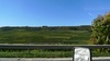 Very pretty vineyards on every hill