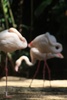 Pretty pink flamingo's 