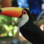 The toucans were incredible