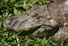 Grumpy crocodile not sure why he is in a bird park