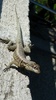 Lizzie Lizard