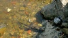 A massive reptile thing bathing in the water