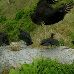 Black Turkey type birds