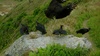 Black Turkey type birds
