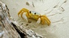 Widdle crabbie said hellow