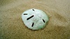 I think this used to be a crab