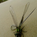 Large dragon fly