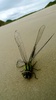 Large dragon fly