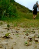 Ants doing their thing