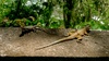 Some of the wildlife on the walk to the falls