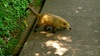 Oh - that animal. But he's so cute! And potentially rabies infested …. 