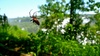 More wildlife