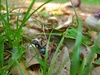 Huge Ant!