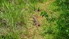 Lizard friend?