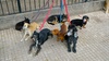 All kinds of dogs out for a walk