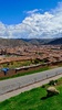 Lama and Cusco