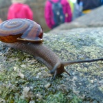 An Incan snail