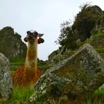 A Machu Picchu lama