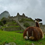 A Machu Picchu lama