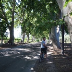 The main road was lined with plane trees
