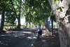 The main road was lined with plane trees