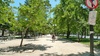 Pretty greenery throughout Santiago