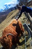 Tom makes a hairy friend on our way through Glen Coe. Just outstanding scenery.
